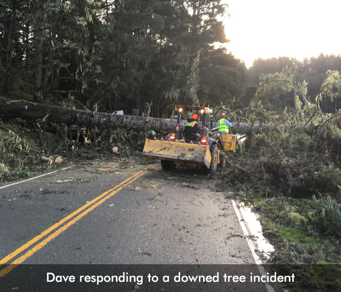 DownedTree